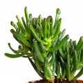 Crassula ovata 'Hobbit'