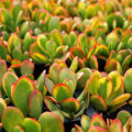 Crassula ovata 'Hummel's Sunset'