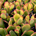 Crassula ovata 'Hummel's Sunset'
