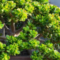 Crassula ovata 'Minima'