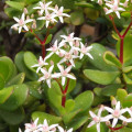 Crassula ovata 'Obliqua'