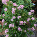 Crassula ovata 'Pink Beauty'