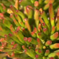 Crassula ovata 'Skinny Fingers'