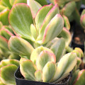 Crassula ovata 'Tricolor'