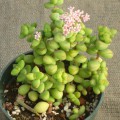 Crassula Rupestris