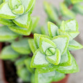 Crassula rupestris