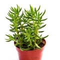 Crassula tetragona
