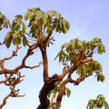 Cussonia arborea