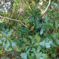 Cussonia arenicola
