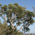 Cussonia gamtoosensis