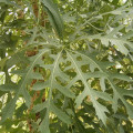 Cussonia paniculata