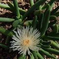 Cylindrophyllum calamiforme