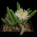 Cylindrophyllum comptonii
