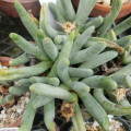 Cylindrophyllum hallii
