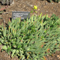 Cylindrophyllum tugwelliae