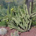 Cylindropuntia Acanthocarpa