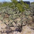 Cylindropuntia Alcahes