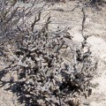 Cylindropuntia Anteojoensis