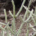 Cylindropuntia Arbuscula