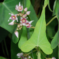 Cynanchum acutum