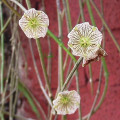 Cynanchum insigne