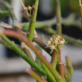 Cynanchum stoloniferum