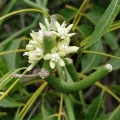 Cynanchum viminale