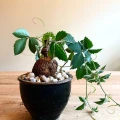 Cyphostemma adenocaule
