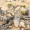 Cyphostemma betiformis