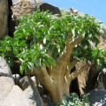 Cyphostemma currorii