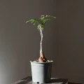 Cyphostemma elephantopus
