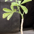 Cyphostemma hardyi