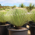 Dasylirion acrotriche