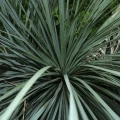 Dasylirion glaucophyllum