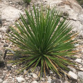 Dasylirion leiophyllum