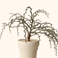 Decarya madagascariensis