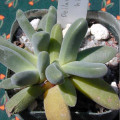 Deilanthe hilmarii