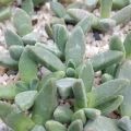 Deilanthe peersii