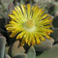 Deilanthe thudichumii