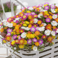 Delosperma