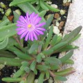 Delosperma Aberdeenense