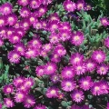 Delosperma aberdeenense
