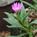 Delosperma ashtonii