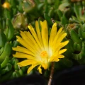 Delosperma basuticum