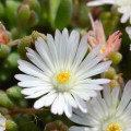 Delosperma basuticum 'White Nugget'