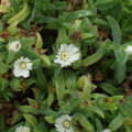 Delosperma bosseranum
