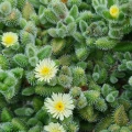 Delosperma echinatum