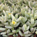 Delosperma echinatum f. variegata