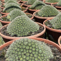 Deuterocohnia brevifolia