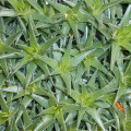 Deuterocohnia lorentziana